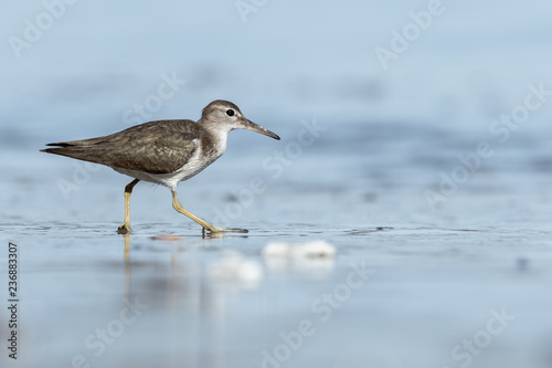Curious young spotted sand piper hunts for breakfast on an early morning in Costa Rica