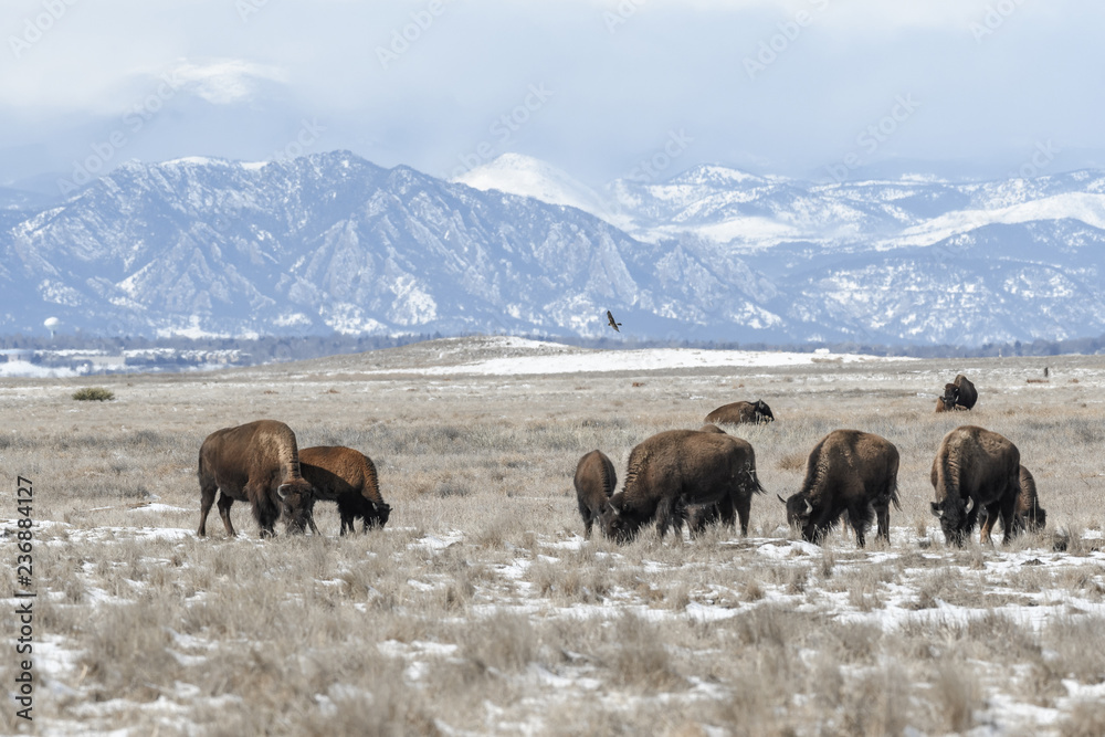 American bison grazing on the prairie in winter near Denver, Colorado American bison grazing on the prairie in winter near Denver, Colorado