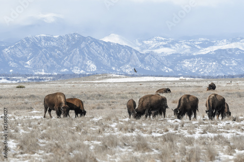 American bison grazing on the prairie in winter near Denver, Colorado