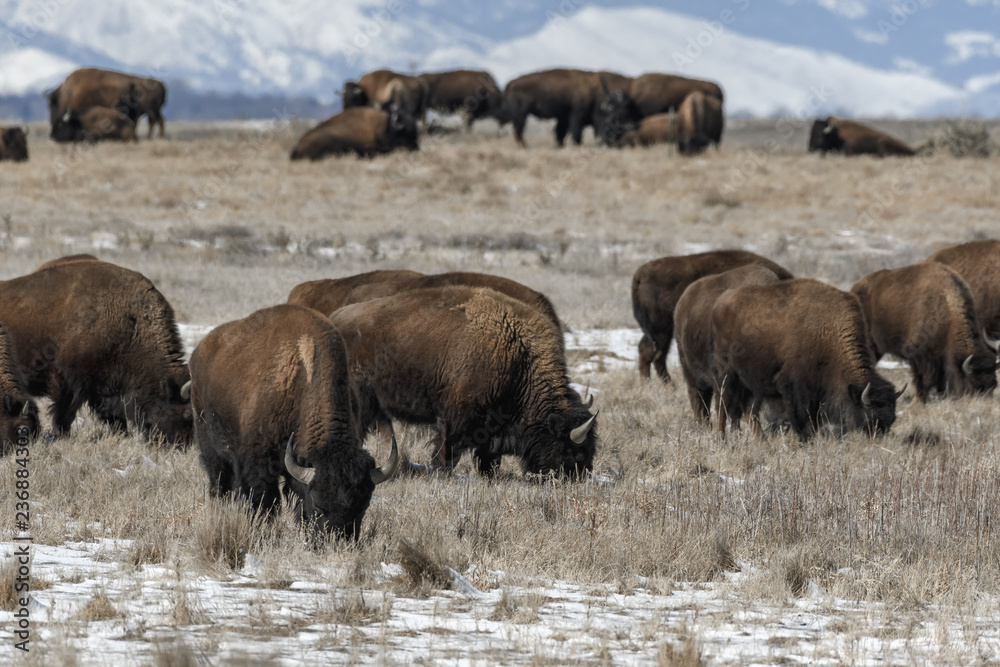 American bison grazing on the prairie in winter near Denver, Colorado American bison grazing on the prairie in winter near Denver, Colorado