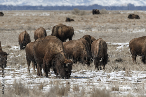 American bison grazing on the prairie in winter near Denver, Colorado