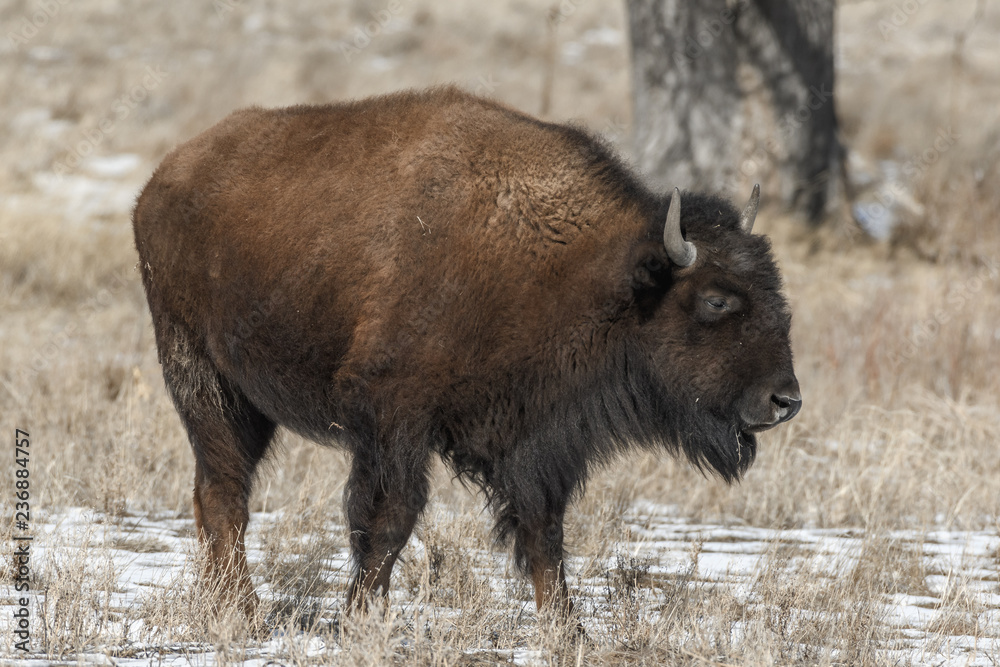 American bison on the plains in winter near Denver, Colorado American bison on the plains in winter near Denver, Colorado