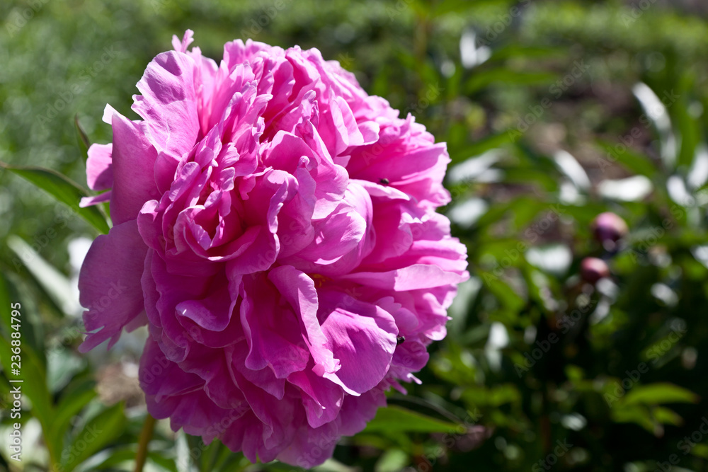 .Shrub peony in the garden