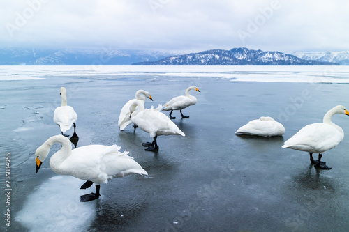 Fototapeta Naklejka Na Ścianę i Meble -  屈斜路湖の白鳥