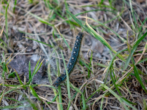 tent caterpillar in the grass