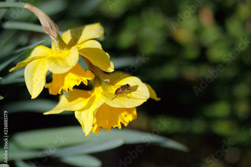 Fiore - Ape - giardino - estate - natura - giallo - primavera