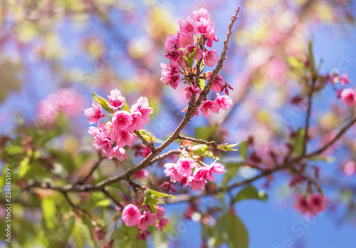          Close up pink Sakura flowers or Cherry blossom blooming on tree in springtime with blue sky © Soonthorn
