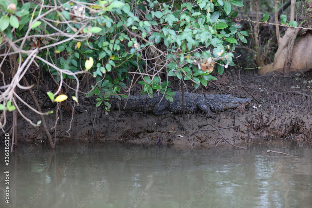 Obraz premium Crocodile on mud next to river 5096