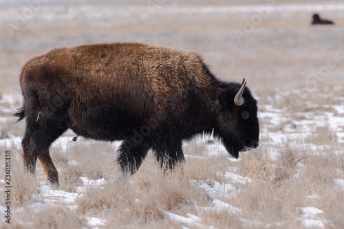 American bison on the plains in winter near Denver, Colorado