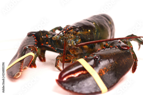 canadian rock lobster photo