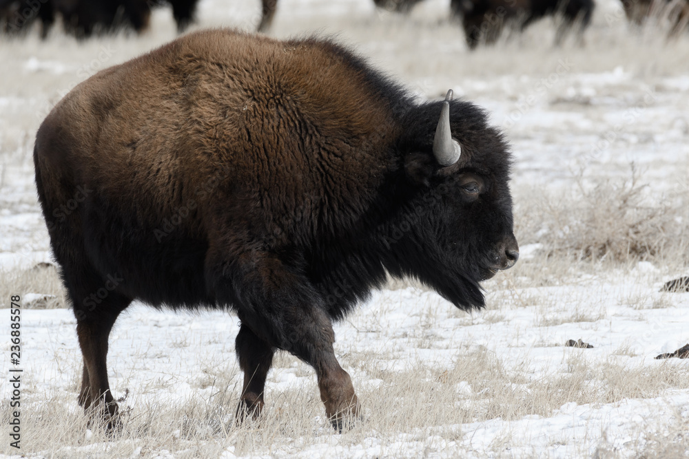 American bison on the plains in winter near Denver, Colorado American bison on the plains in winter near Denver, Colorado