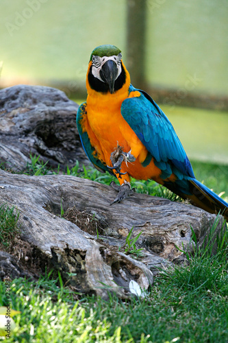 Uccelli - Papagalli - Ara - tropicale - giardino zoologico
