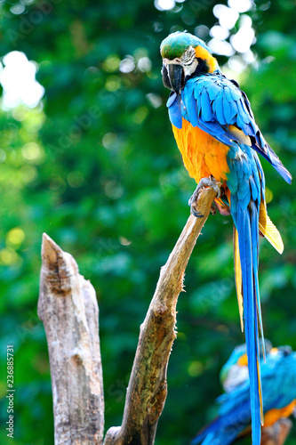 Pappagalli - Ara - giardino zoologico - uccelli - colorato