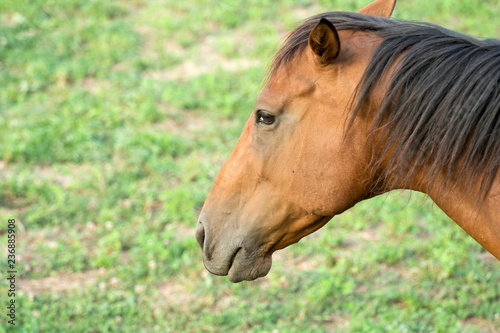 Animali - Cavallo - testa - stallone - cavalla - criniera