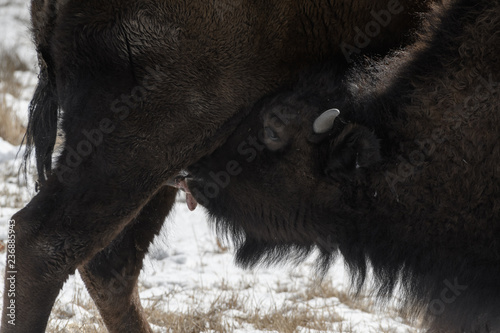 American bison calf feeds from it's mother on the plains in winter near Denver, Colorado