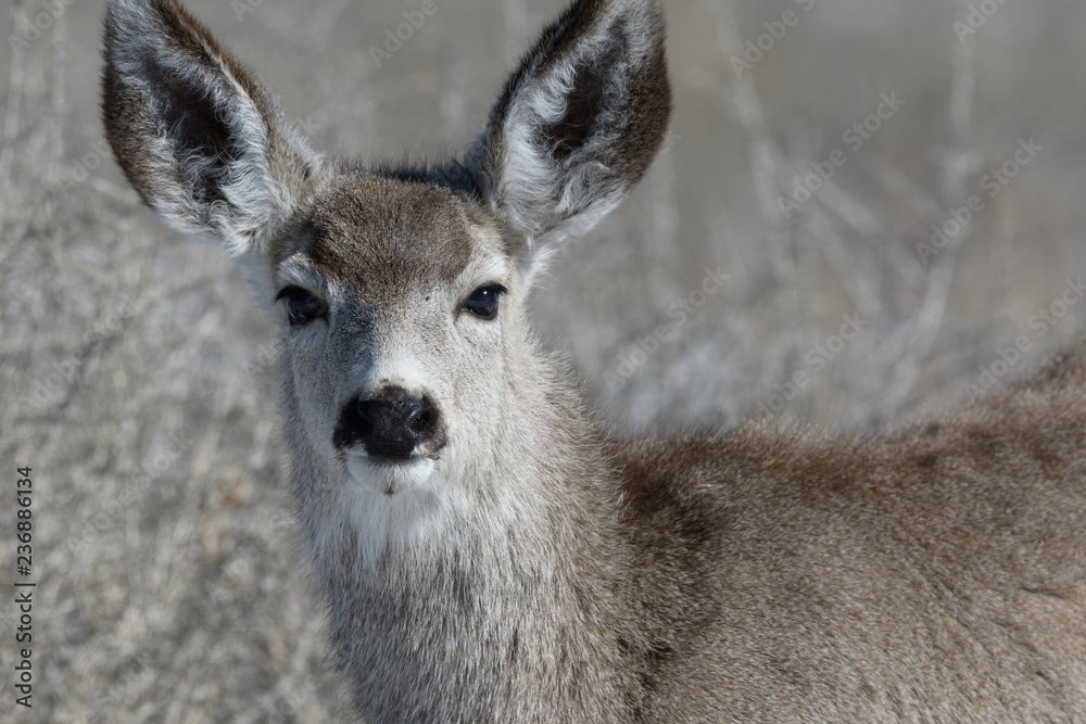 Adorable young female mule deer finds food on a sunny winter day near Denver, Colorado