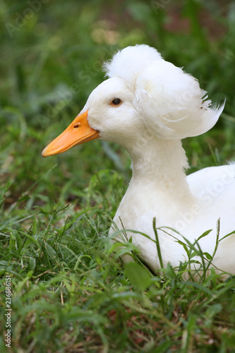Animali - Oca - anatra - fattoria - piuma - testa