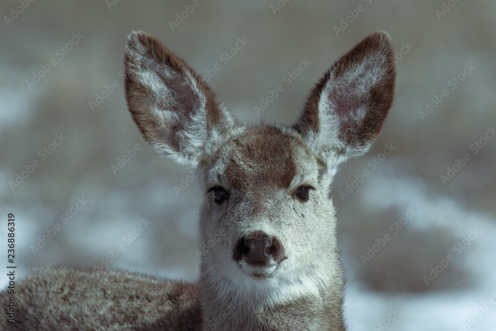 Adorable young female mule deer finds food on a sunny winter day near Denver, Colorado Adorable young female mule deer finds food on a sunny winter day near Denver, Colorado