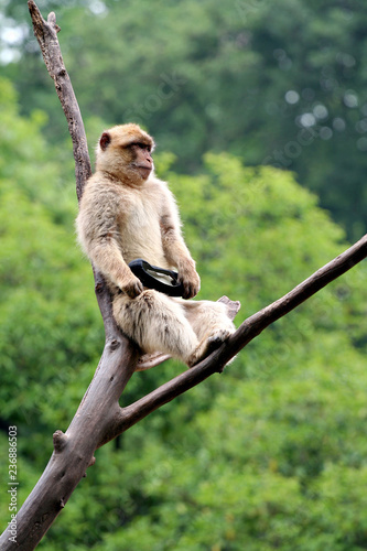 animale - mammifero - giardino zoologico - macaco - primati © Mauro