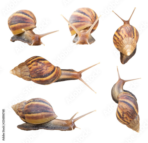 Giant african snails isolated