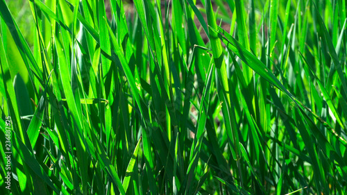 Green grass. Close up. Large stems. Field. Meadow. Garden plot. Nature. Macrocosm. Sunny day. Beautiful background. Design element.