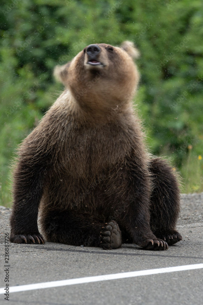 Young Kamchatka brown bear waving its head scaring mosquitoes, sits on side of asphalt road. Blur, wild animal in motion. Eurasia, Russian Far East, Kamchatka Peninsula. Young Kamchatka brown bear waving its head scaring mosquitoes, sits on side of asphalt road. Blur, wild animal in motion. Eurasia, Russian Far East, Kamchatka Peninsula.