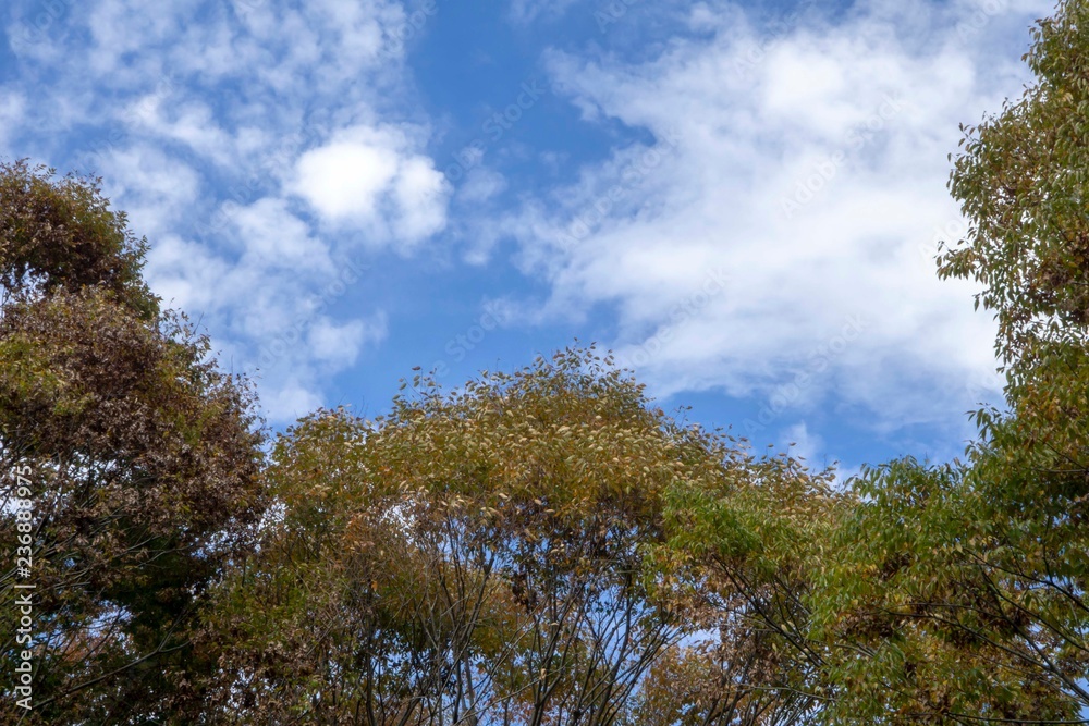 見上げる秋の空 見上げる秋の空