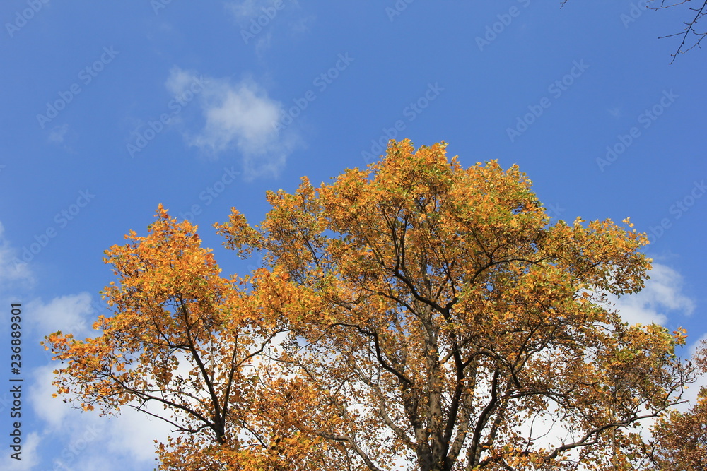 秋の風景/全体が黄色に黄葉したユリノキ(宮城県)