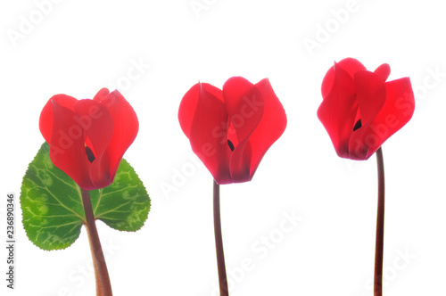 single red cyclamen flower on a white background