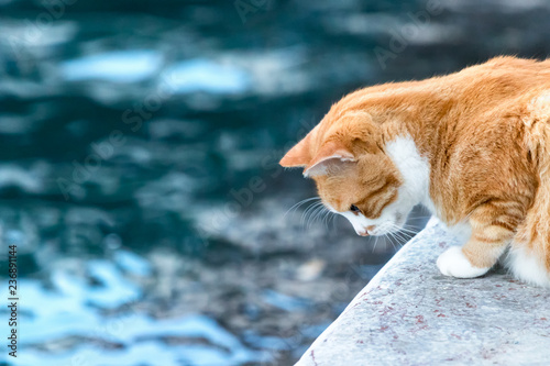 Fototapeta Naklejka Na Ścianę i Meble -  Portrait of a ginger cat alone in the waterfront looking the sea for a fish in Hydra, Greece.