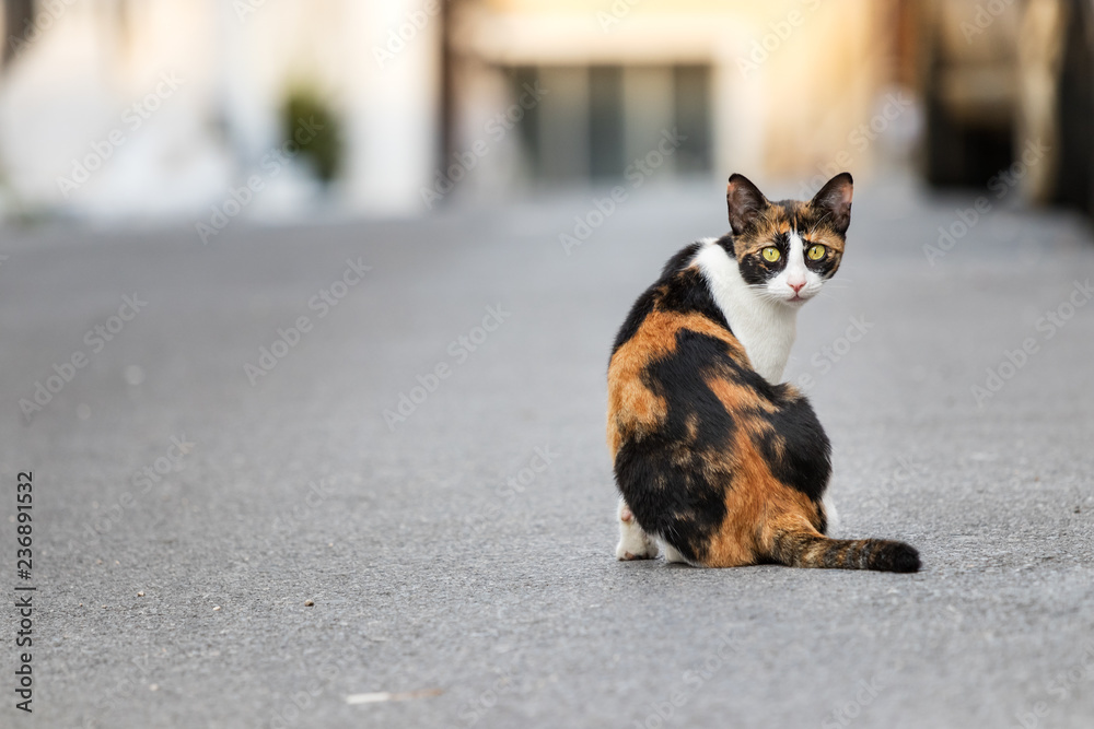 A wild - abandoned cat sitting alone in the street, looking camera, Greece. A wild - abandoned cat sitting alone in the street, looking camera, Greece.