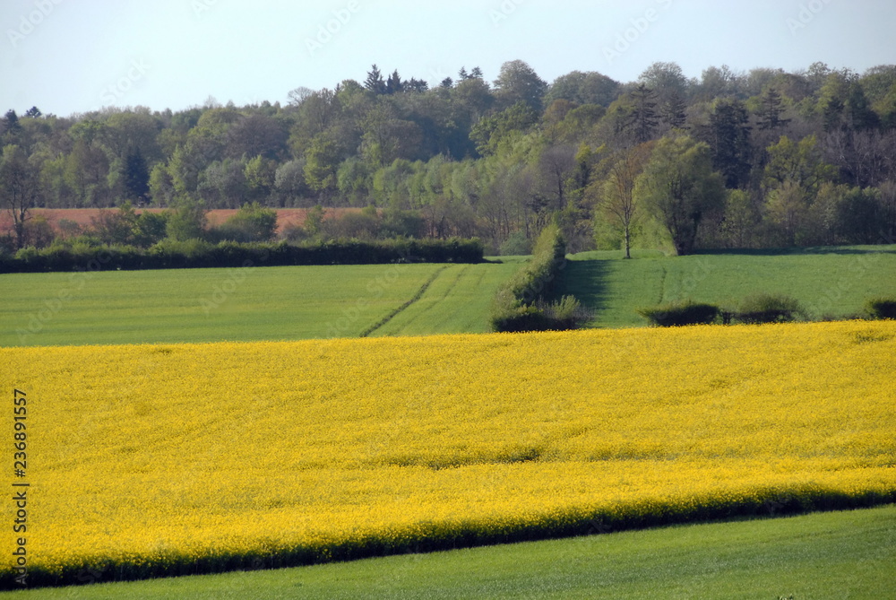 Fototapeta premium Champ de colza et prairie, département de la Manche, France