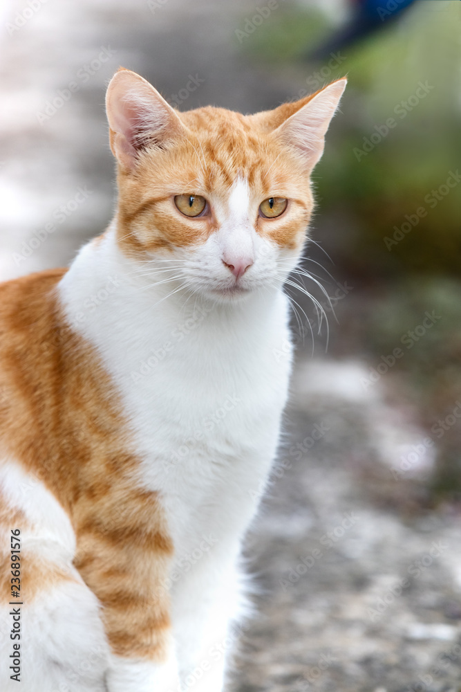 Portrait of a ginger cat alone in the street in Pylos, Greece.