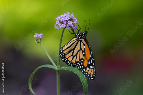 Butterfly 2018-55 / Monarch butterfly (Danaus plexippus) On purple flower.