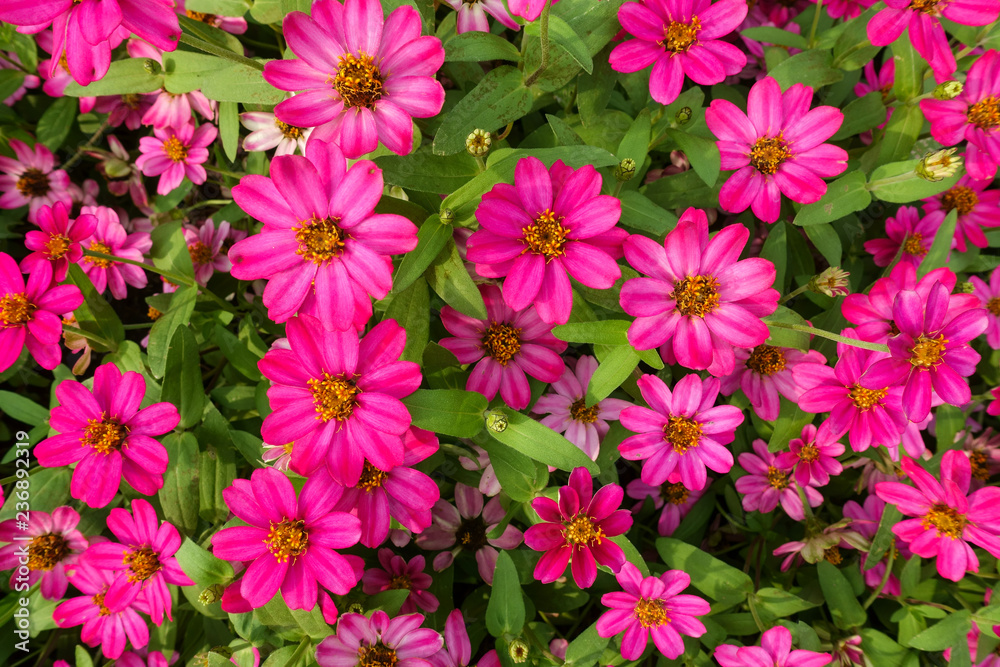 flower blossom flower blossom