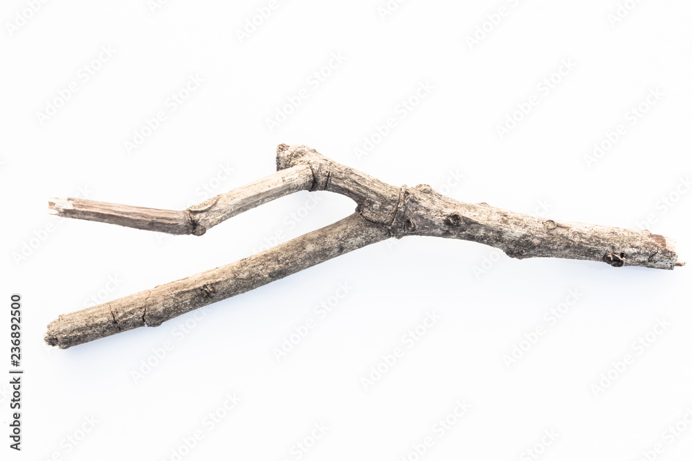 sticks tree branch from nature isolated on white background. sticks tree branch from nature isolated on white background.