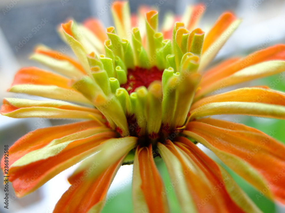 満開の花 満開の花