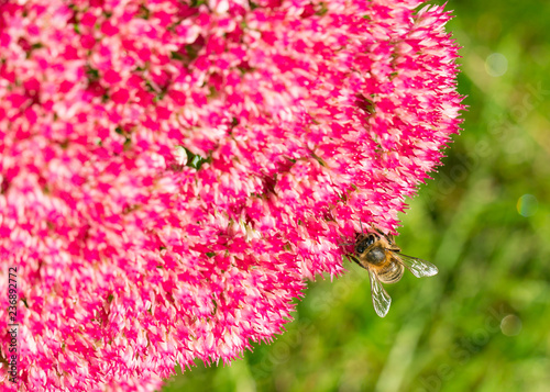 Bee pollenating pink seedum flowers photo