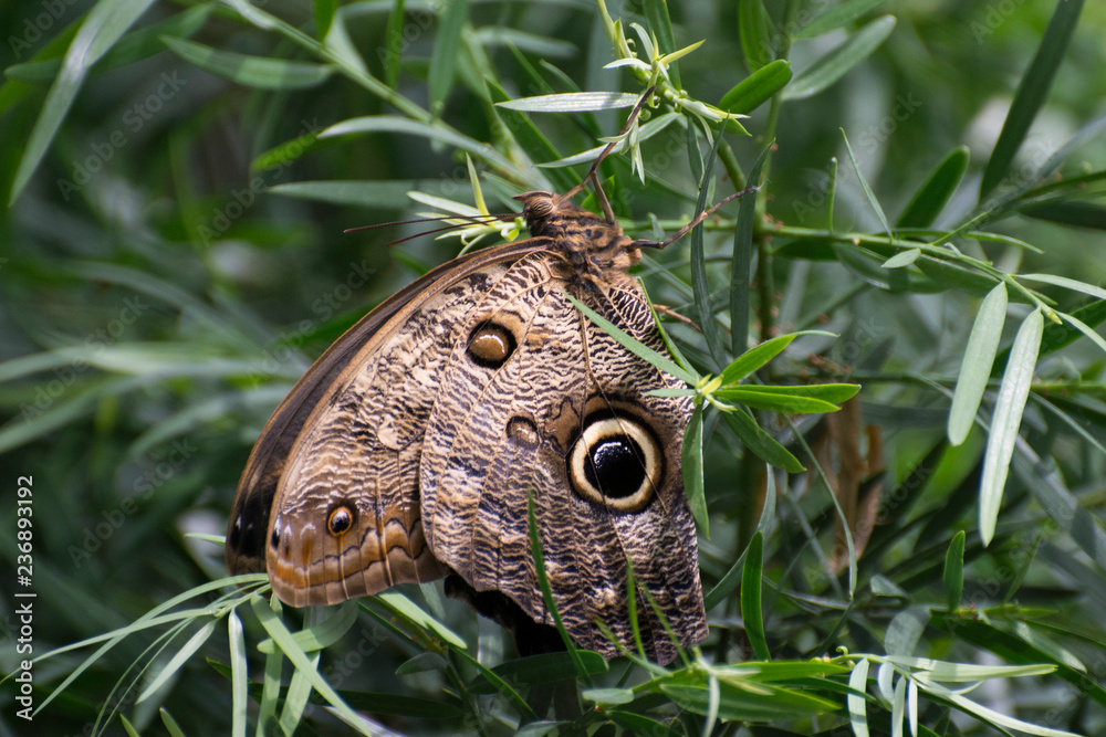 Fototapeta premium Butterfly 2018-61 / Butterfly in the leaves