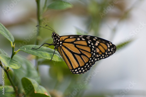 Butterfly 2018-43 / Monarch butterfly (Danaus plexippus) On leaf