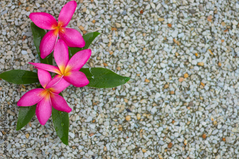 three Thai pink plumeria flowers with sand and water background