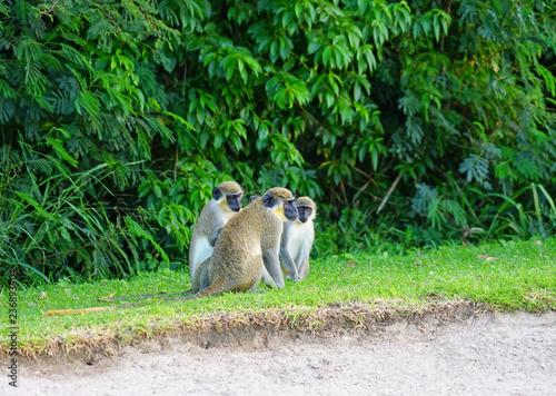 View of green vervet monkeys with a black face roaming wild in the volcanic Caribbean island of Nevis photo