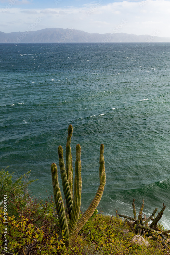 Ocean and Cactus