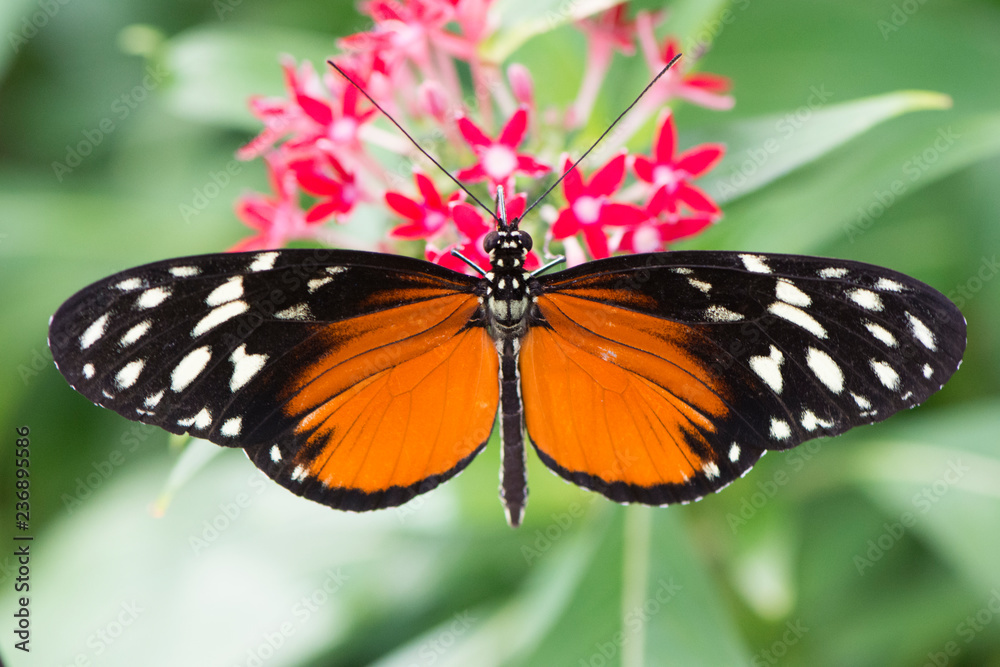 Fototapeta premium Butterfly 2018-48 / Tiger Longwing (Heliconius Hecale) On flower