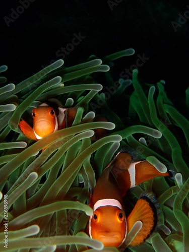 Closeup and macro shot of  Amphiprion perideraion also known as the pink skunk clownfish or pink anemonefish during the leisure dive in Tunku Abdul Rahman Park, Sabah. Malaysia, Borneo. © Josephine Julian