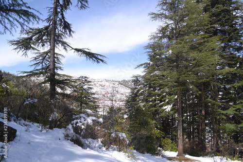 Beautiful view of the snow covered hills and Pine trees on historical mughal road in Jammu and kashmir 