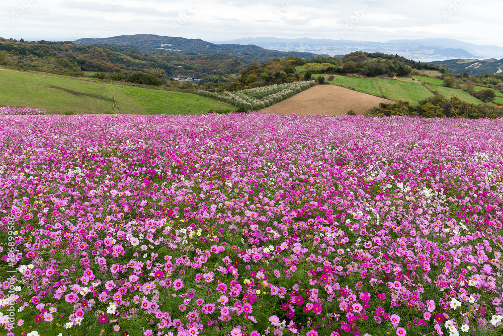 Cosmos flower field Cosmos flower field