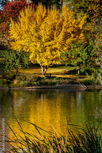 Fall colors in Davis California USA  photo