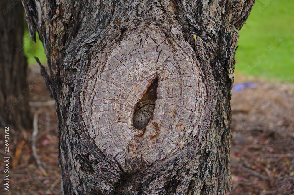 Close up view of old chopped tree brunch Close up view of old chopped tree brunch