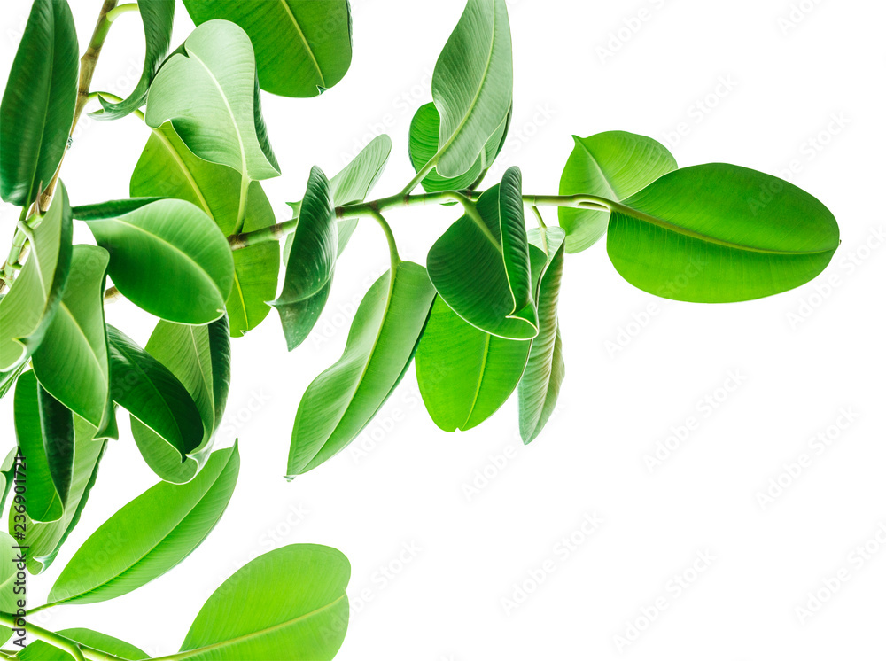 Branches of a rubber tree bottom view on white background, large rounded isolated green leaves. Elements for card, poster desing Branches of a rubber tree bottom view on white background, large rounded isolated green leaves. Elements for card, poster desing